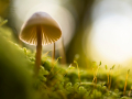 webshot 9, mushroom and seedlings