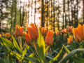 webshot 9, tulips
