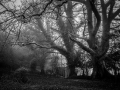 webshot , big trees.