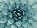 webshots 9, cactus