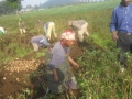 Digging Potatoes 1