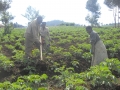 Digging Potatoes 2