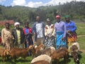 Etienne, widows and sheep