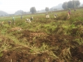 Potato Fields